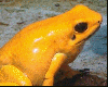 Phyllobates terribilis