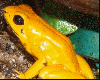 Phyllobates terribilis