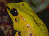 Phyllobates terribilis