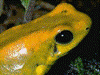 Phyllobates terribilis