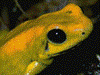 Phyllobates terribilis