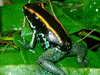 Phyllobates vittatus