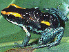 Phyllobates vittatus