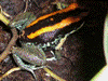 Phyllobates vittatus