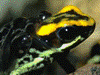 Phyllobates vittatus