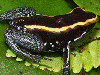 Phyllobates vittatus