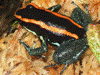 Phyllobates vittatus