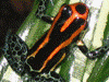 Ranitomeya amazonica