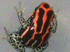 Ranitomeya amazonica