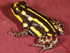 Ranitomeya flavovittata