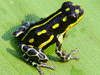 Ranitomeya flavovittata