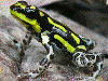 Ranitomeya flavovittata