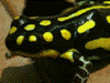 Ranitomeya flavovittata