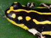 Ranitomeya flavovittata