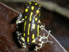 Ranitomeya flavovittata