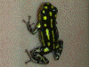 Ranitomeya flavovittata