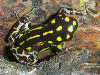 Ranitomeya flavovittata