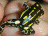 Ranitomeya flavovittata