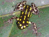 Ranitomeya flavovittata