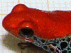 Ranitomeya reticulata