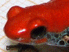 Ranitomeya reticulata