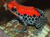 Ranitomeya reticulata