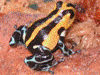 Ranitomeya lamasi