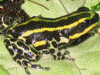 Ranitomeya lamasi