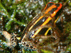 Ranitomeya uakarii