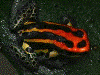 Ranitomeya uakarii