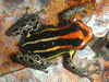 Ranitomeya uakarii