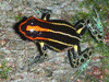 Ranitomeya uakarii