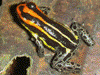 Ranitomeya uakarii