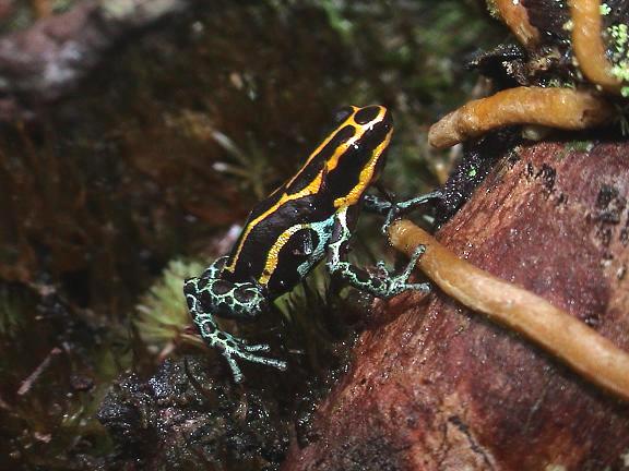 Ranitomeya variabilis more photos