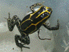 Ranitomeya variabilis