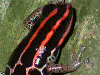 Ranitomeya ventrimaculata