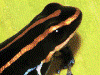 Ranitomeya ventrimaculata