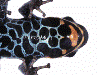Ranitomeya ventrimaculata