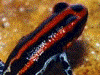 Ranitomeya ventrimaculata