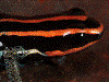Ranitomeya ventrimaculata