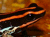 Ranitomeya ventrimaculata