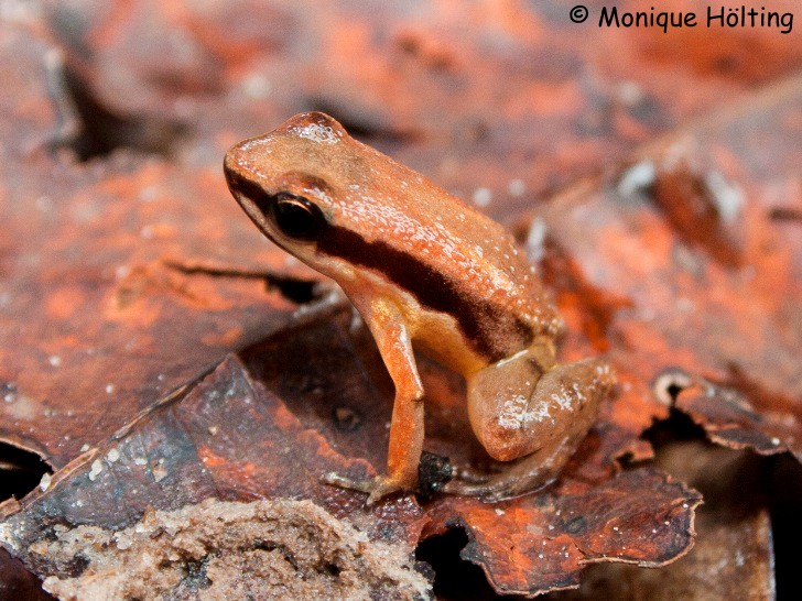 Allobates amissibilis