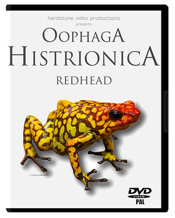 Oophaga histrionica