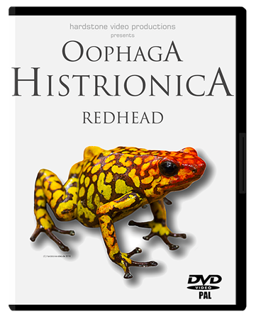 Oophaga histrionica